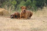 RODESIAN RIDGEBACK 273